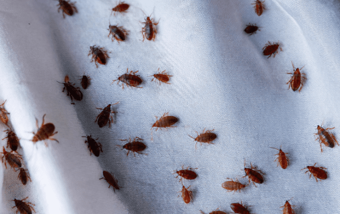 Bed Bugs in Hotels