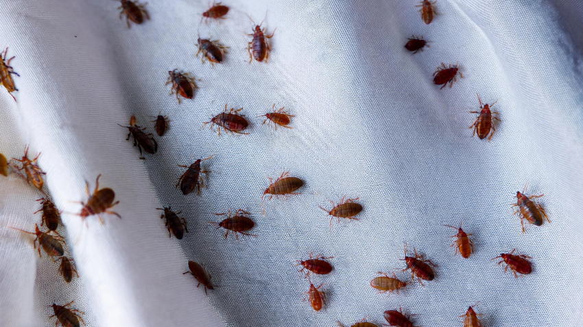 Bed Bugs in Hotels